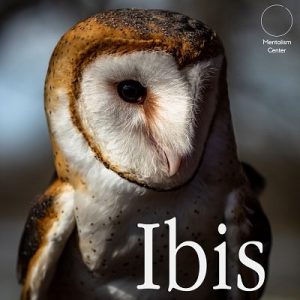 Carlos Emesqua – Ibis